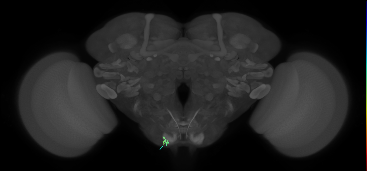 BM_InOm_L (MaleCNS:236601)