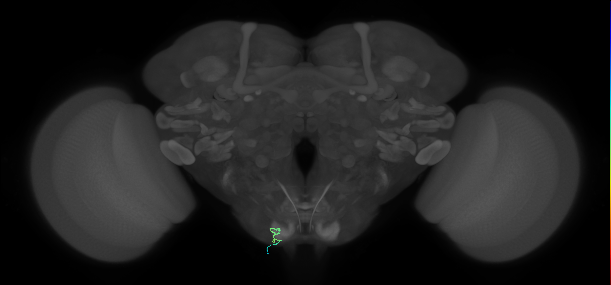 BM_InOm_L (MaleCNS:240429)