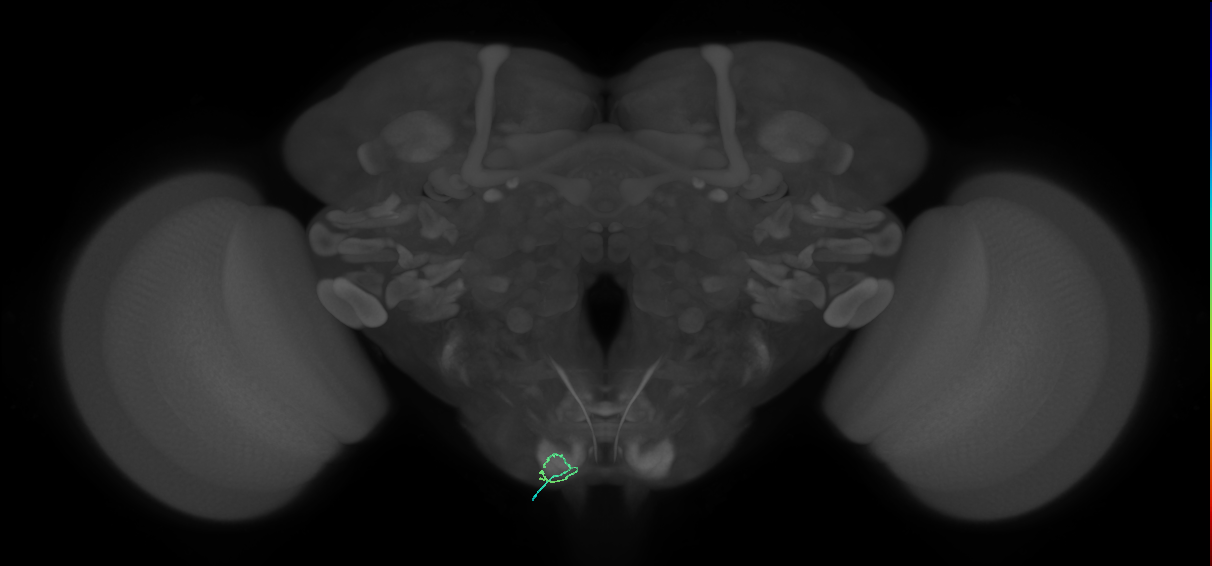 BM_InOm_L (MaleCNS:244762)