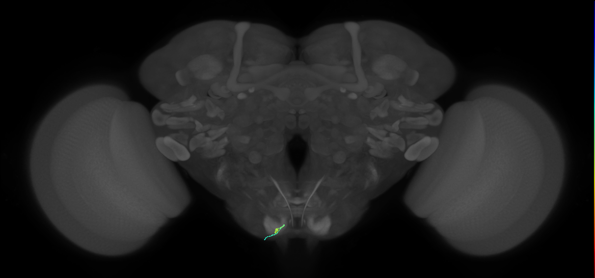 BM_InOm_L (MaleCNS:245258)