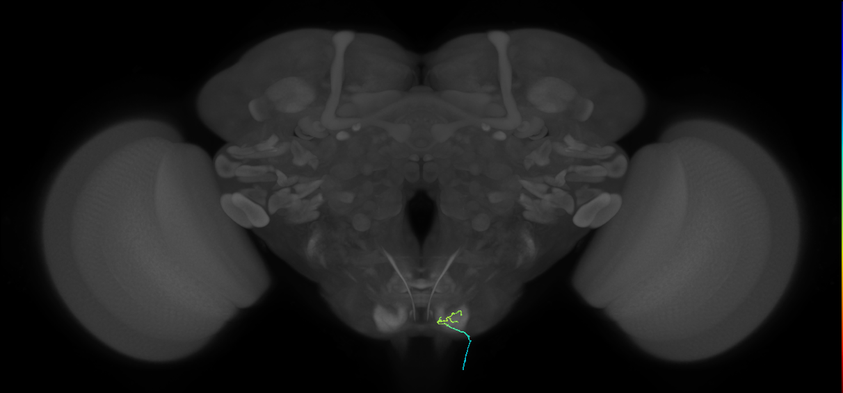 BM_InOm_R (MaleCNS:255012)
