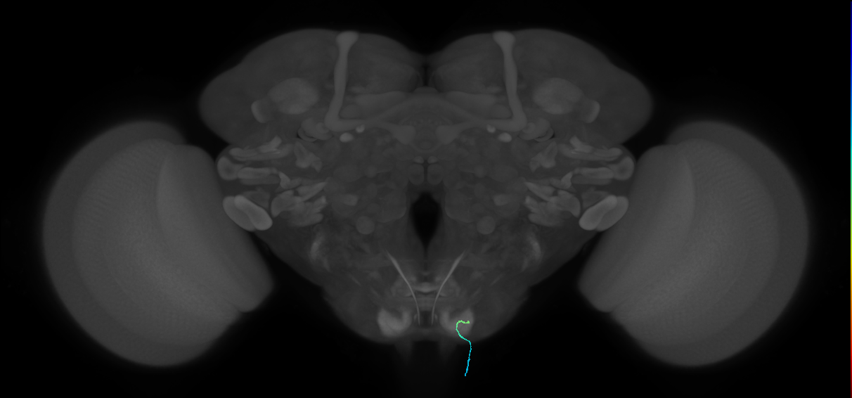 BM_InOm_R (MaleCNS:283507)