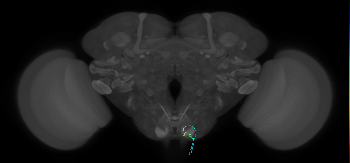 BM_InOm_R (MaleCNS:367820)