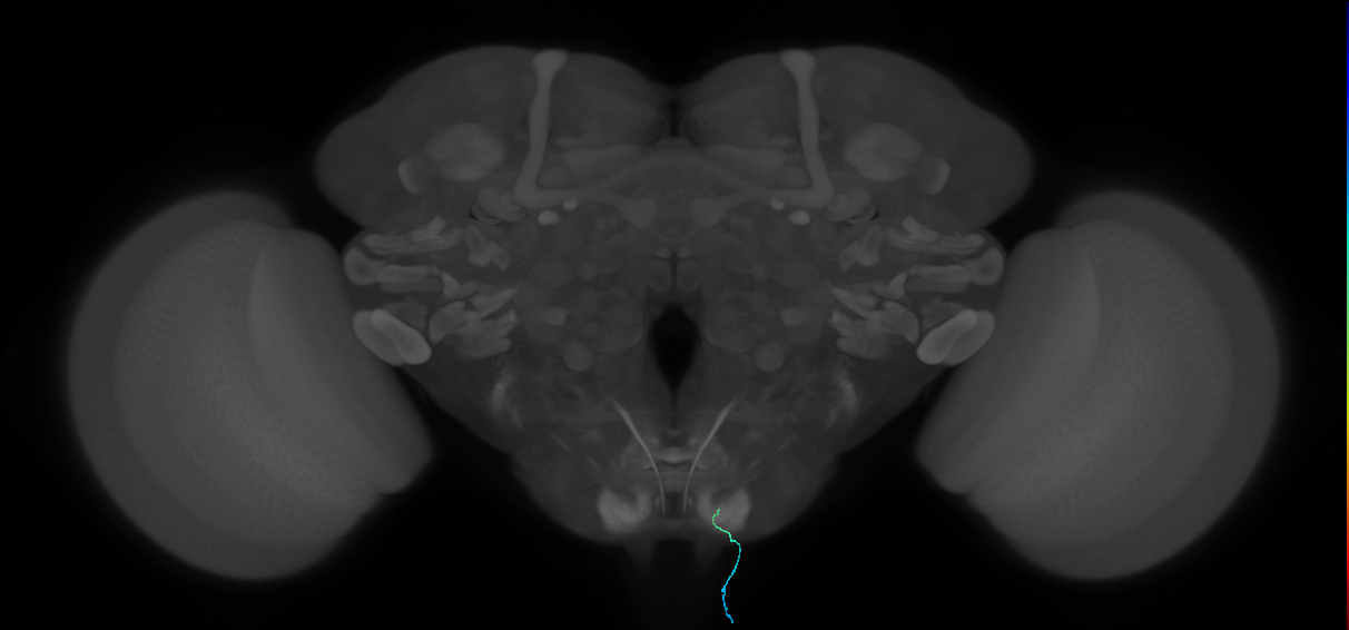 BM_InOm_R (MaleCNS:445535)