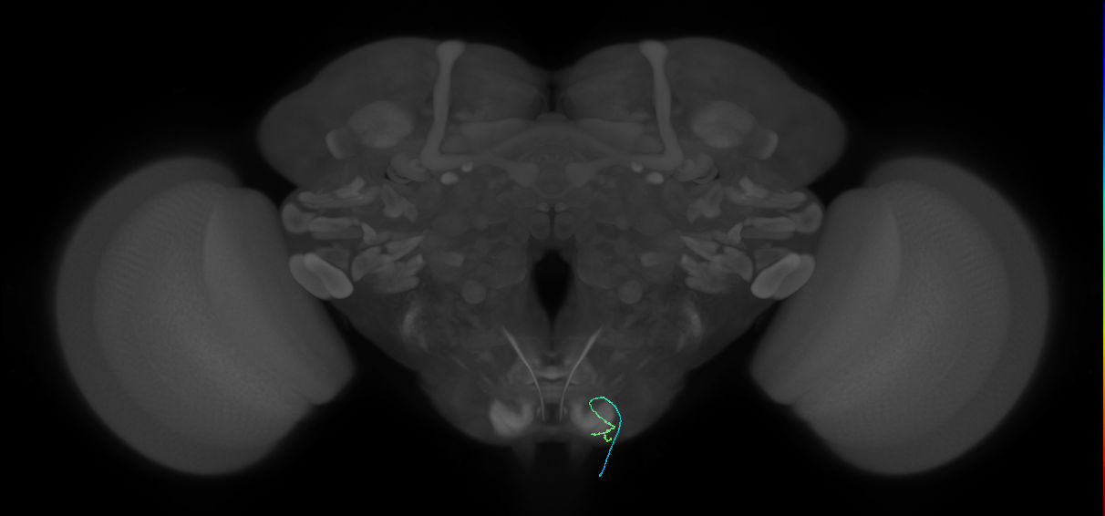 BM_InOm_R (MaleCNS:449384)