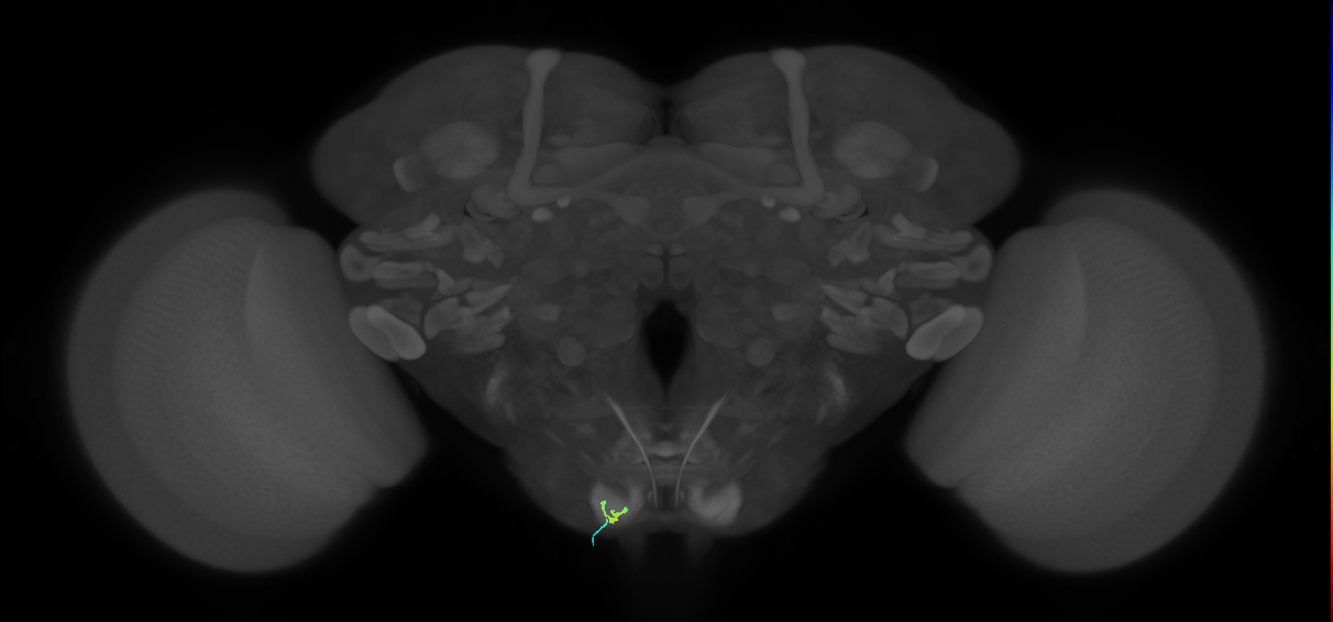 BM_InOm_L (MaleCNS:918547)