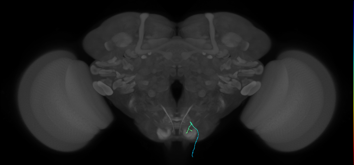 BM_InOm_R (MaleCNS:942291)