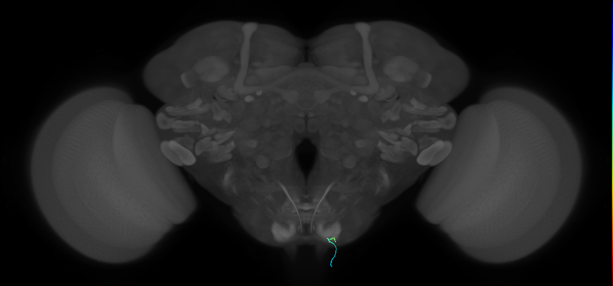 BM_InOm_R (MaleCNS:447459625)