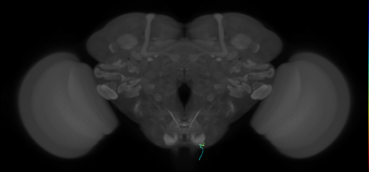BM_InOm_R (MaleCNS:112413882)