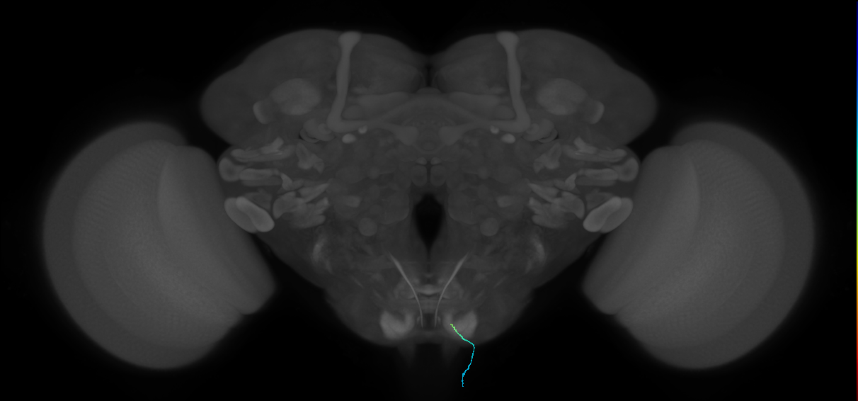 BM_InOm_R (MaleCNS:127009963)