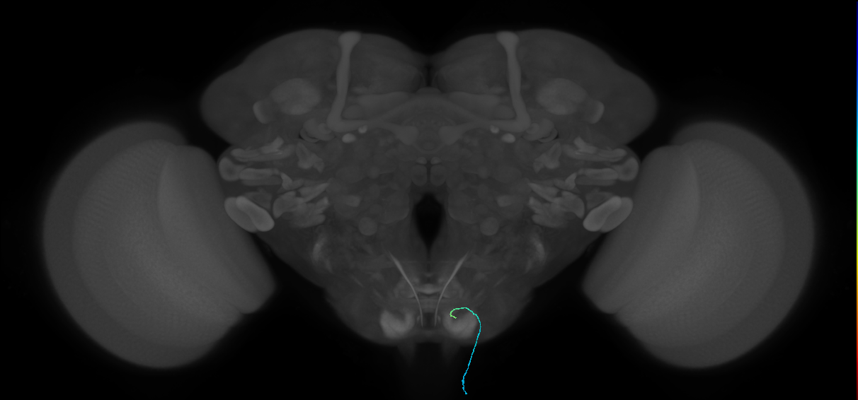 BM_InOm_R (MaleCNS:186393098)