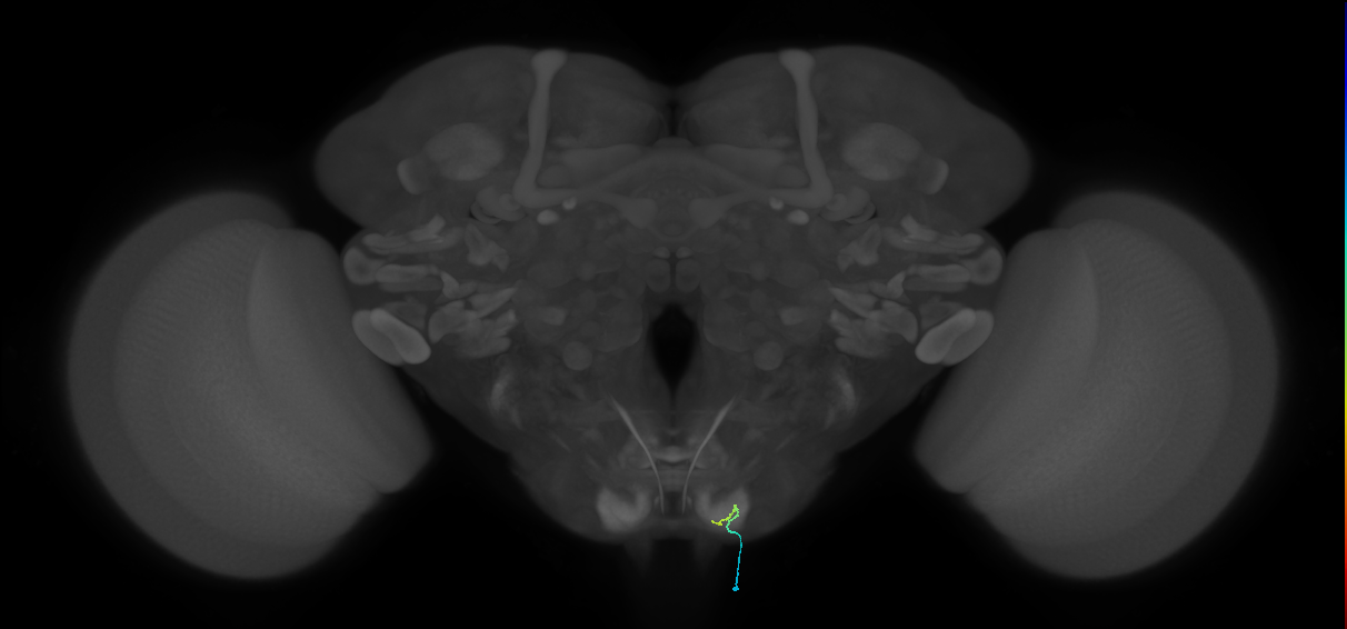 BM_InOm_R (MaleCNS:531153949)