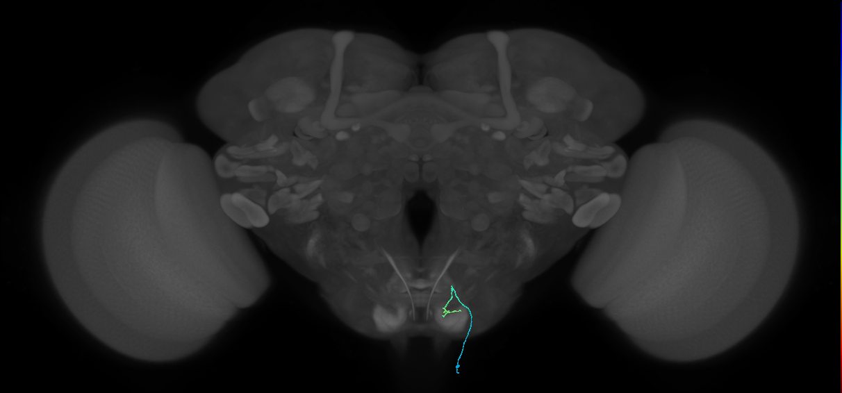 BM_InOm_R (MaleCNS:289728837)