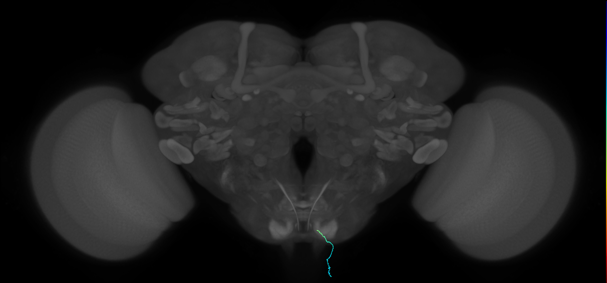 BM_InOm_R (MaleCNS:1031075564)