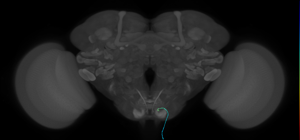 BM_InOm_R (MaleCNS:1031599585)