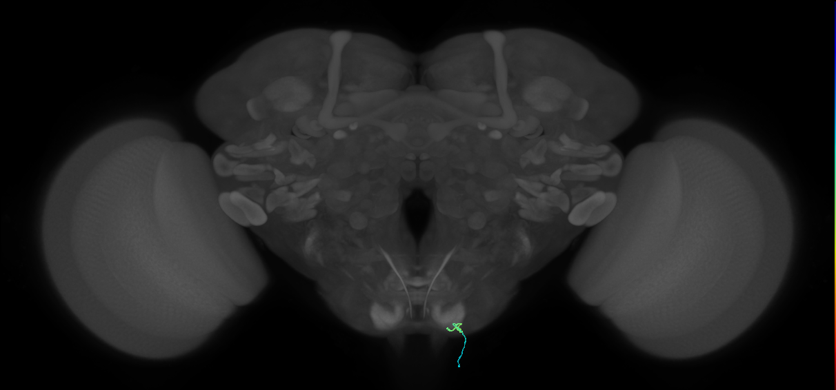 BM_InOm_R (MaleCNS:820624394)