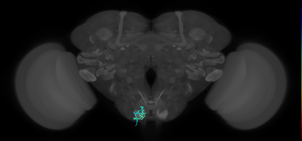 BM_Taste_L (MaleCNS:64924)