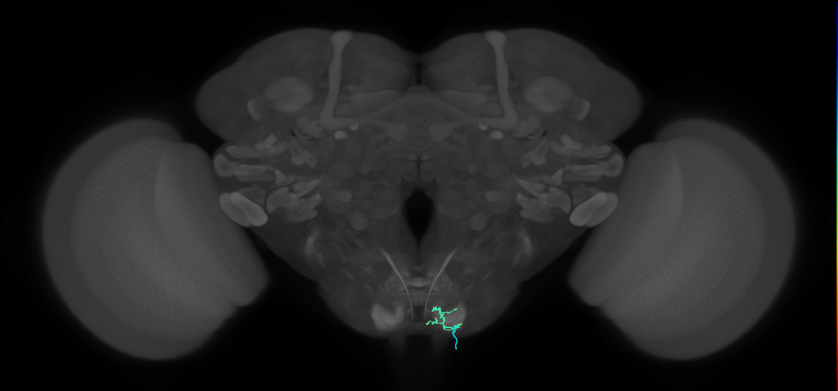 mechanosensory neuron of labellum