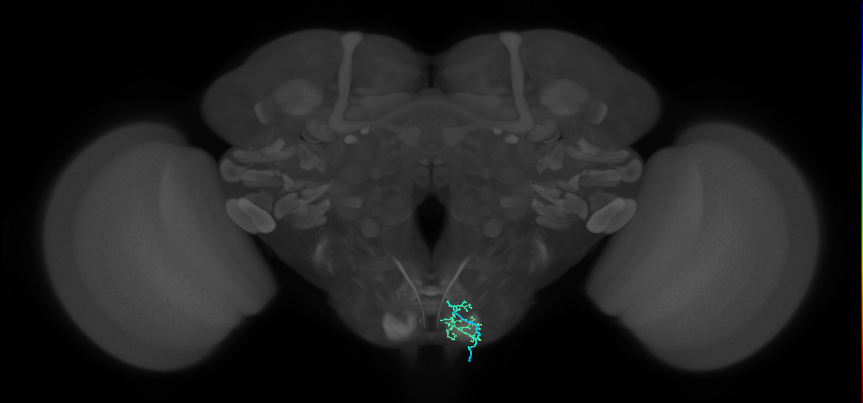BM_Taste_R (MaleCNS:513686)