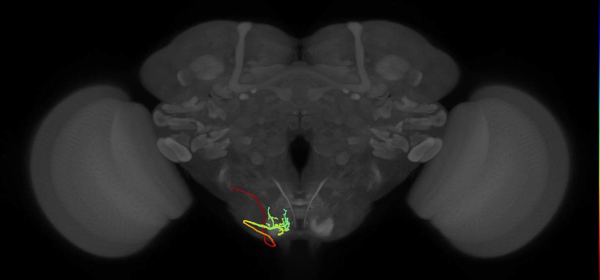 BM_Vt_PoOc_L (MaleCNS:17347)
