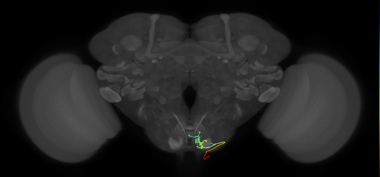 BM_Vt_PoOc_R (MaleCNS:39549)