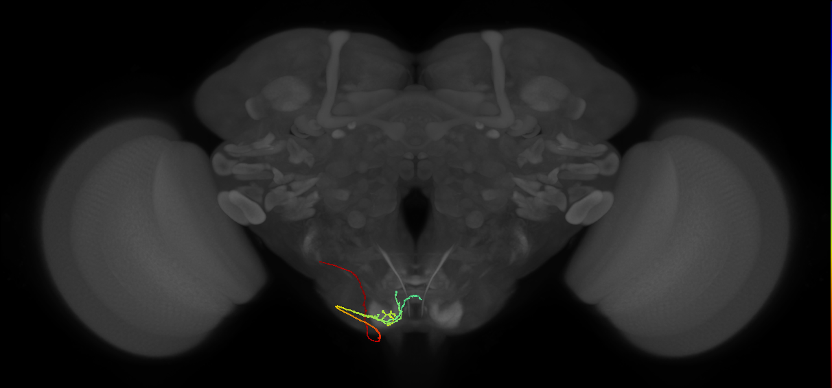 BM_Vt_PoOc_L (MaleCNS:58081)