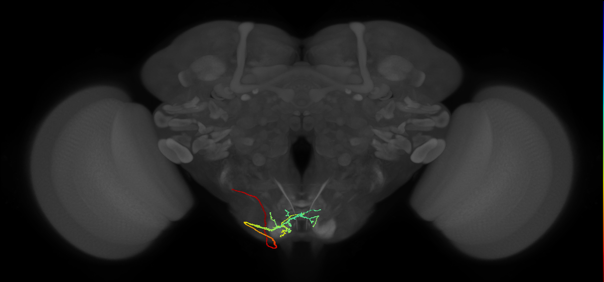 BM_Vt_PoOc_L (MaleCNS:58494)