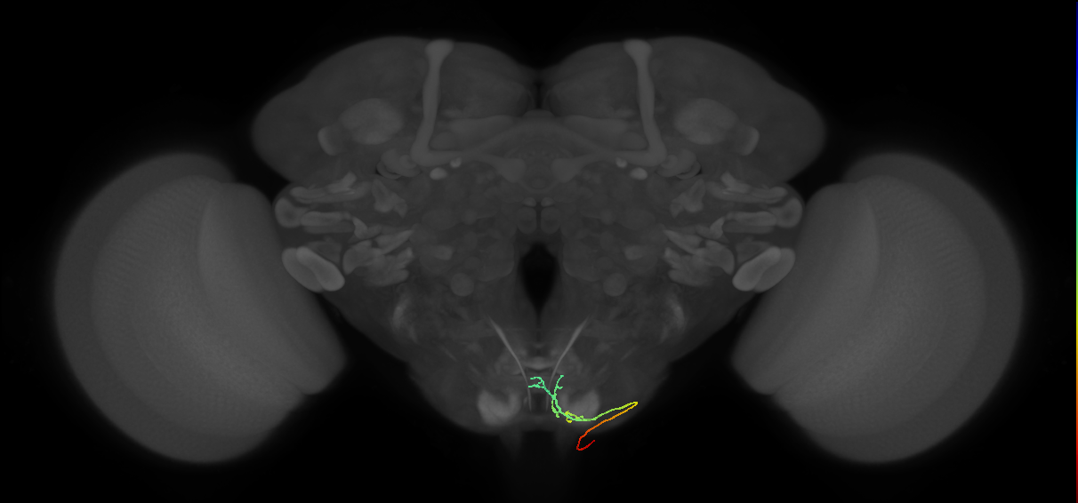 BM_Vt_PoOc_R (MaleCNS:536486)