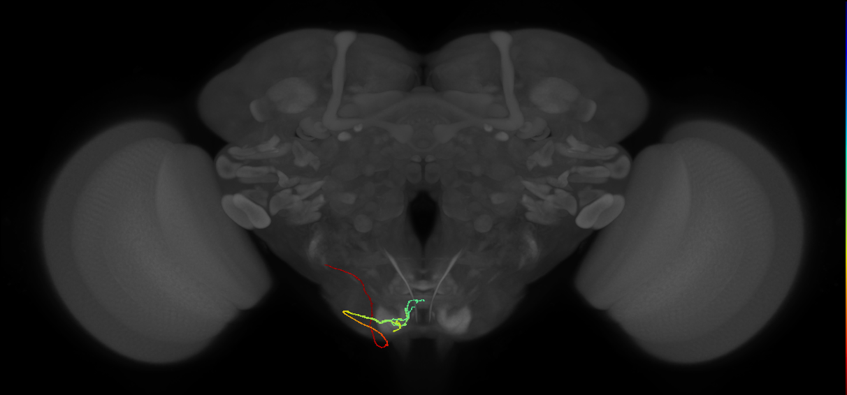 BM_Vt_PoOc_L (MaleCNS:555740)