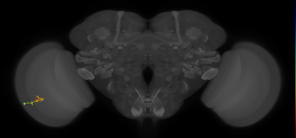 C2_L (MaleCNS:146990)
