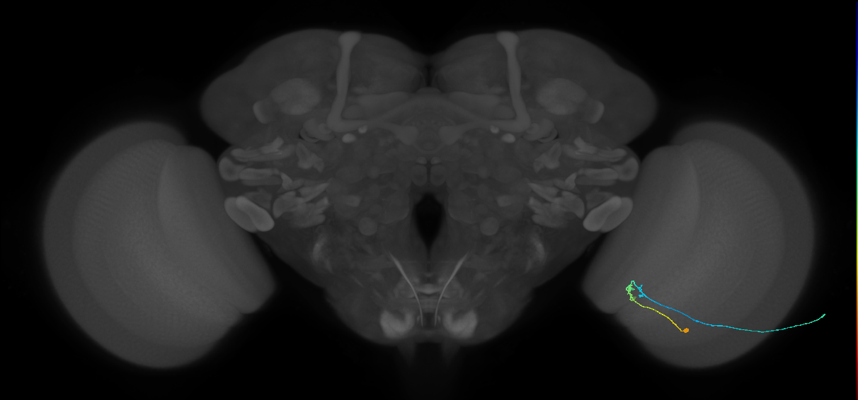 C2_R (MaleCNS:110627)