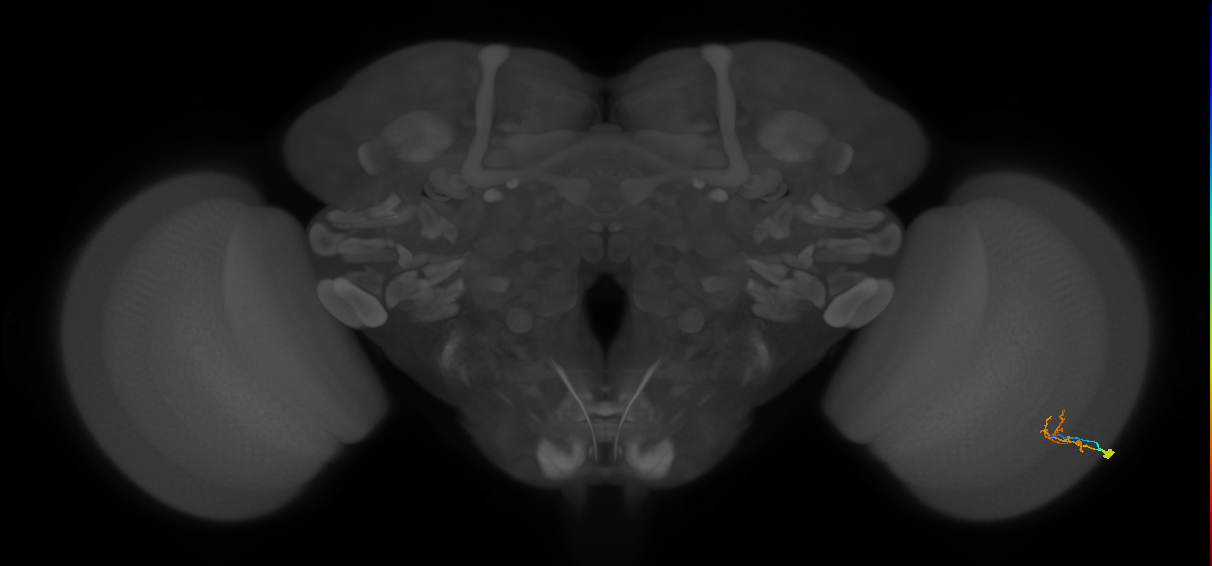 C2_R (MaleCNS:102127)