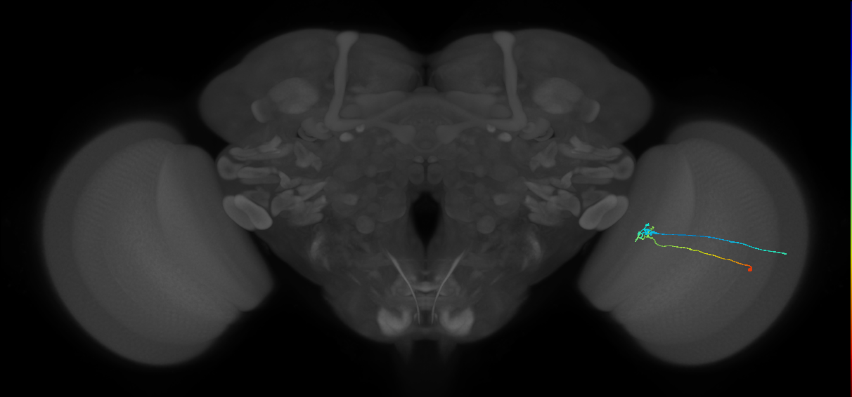 C2_R (MaleCNS:120086)