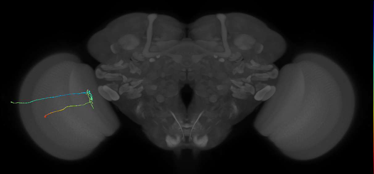 C2_L (MaleCNS:171651)
