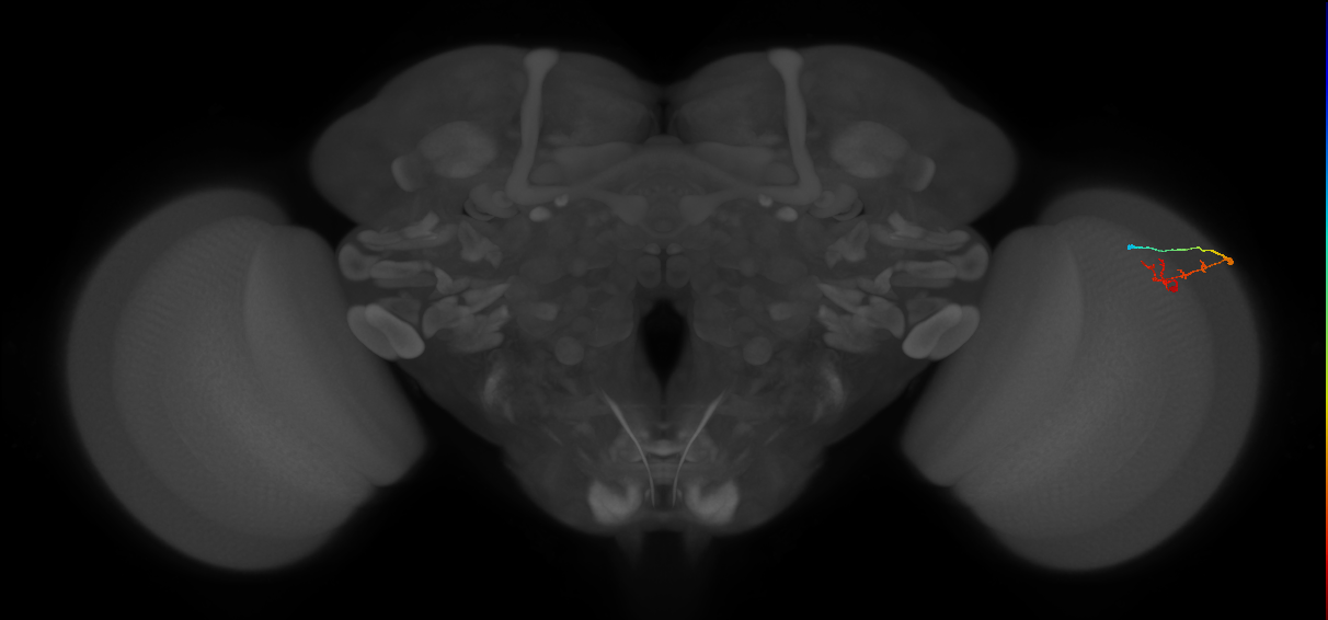 C2_R (MaleCNS:96071)