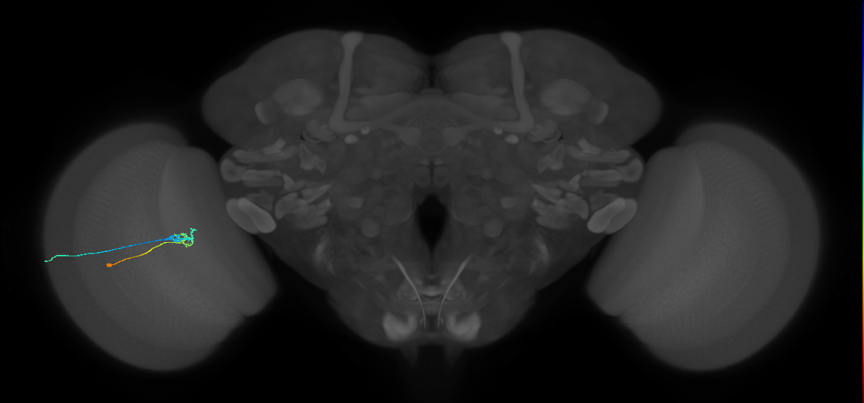 C2_L (MaleCNS:104474)
