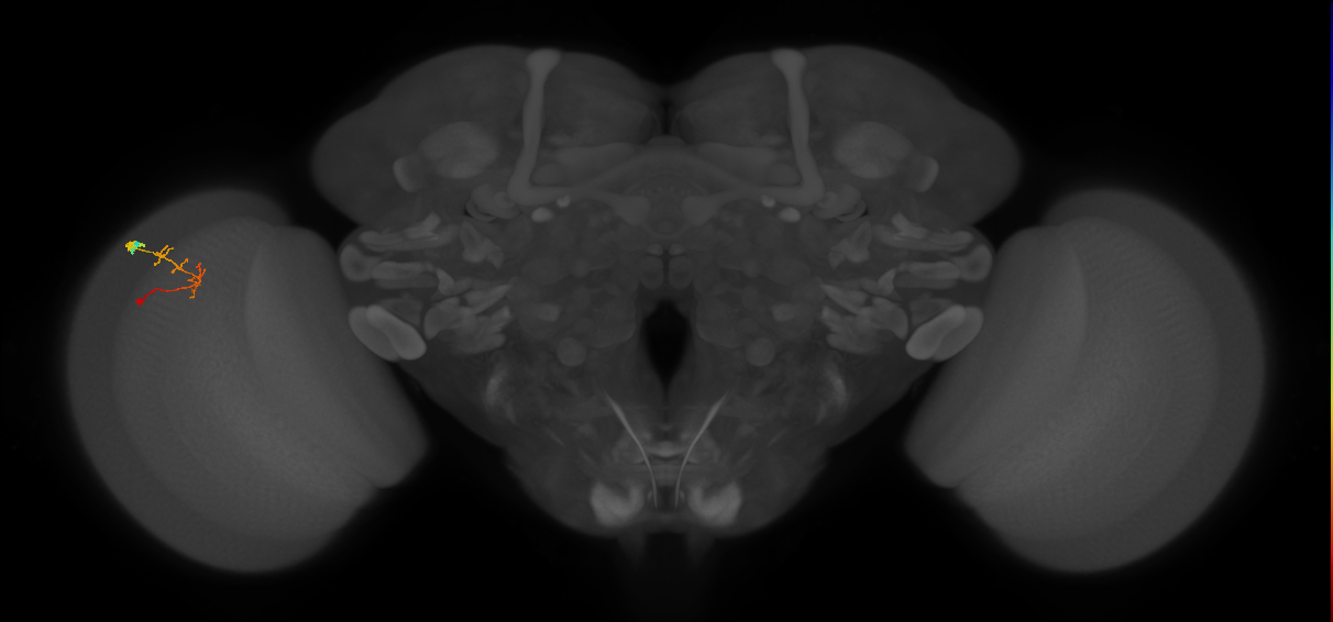 C2_L (MaleCNS:165649)
