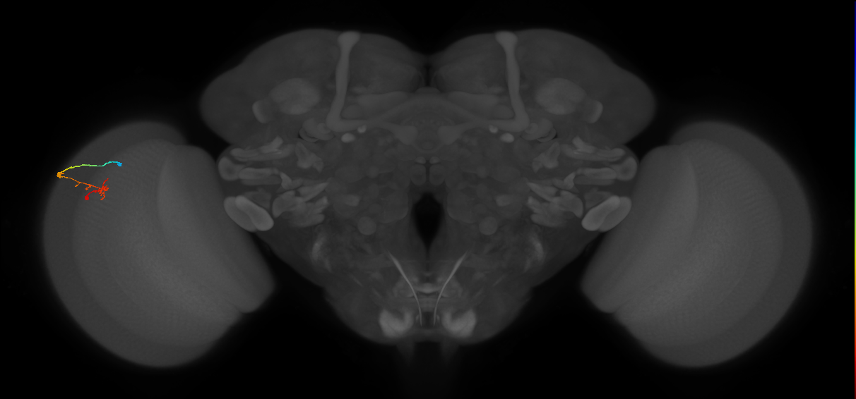 C2_L (MaleCNS:172099)