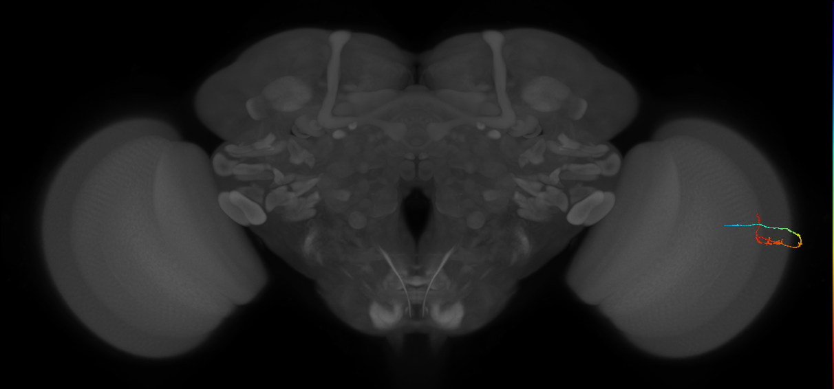 C2_R (MaleCNS:139805)