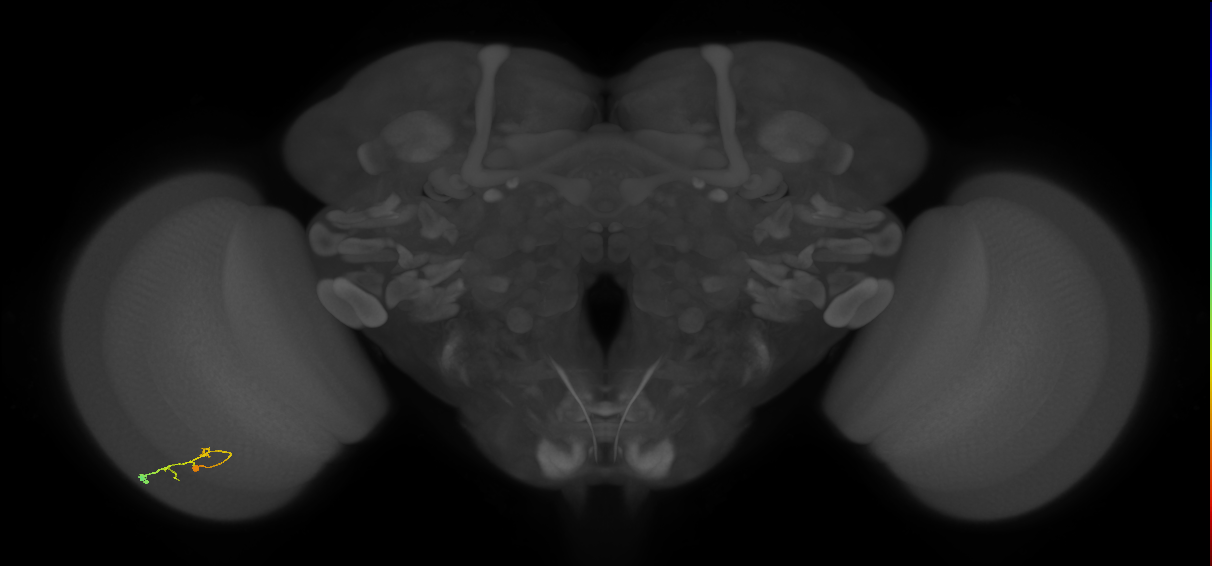 C2_L (MaleCNS:164306)