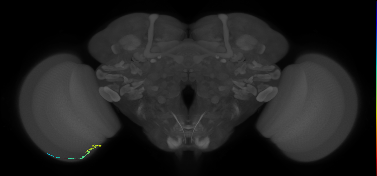 C2_L (MaleCNS:39363)