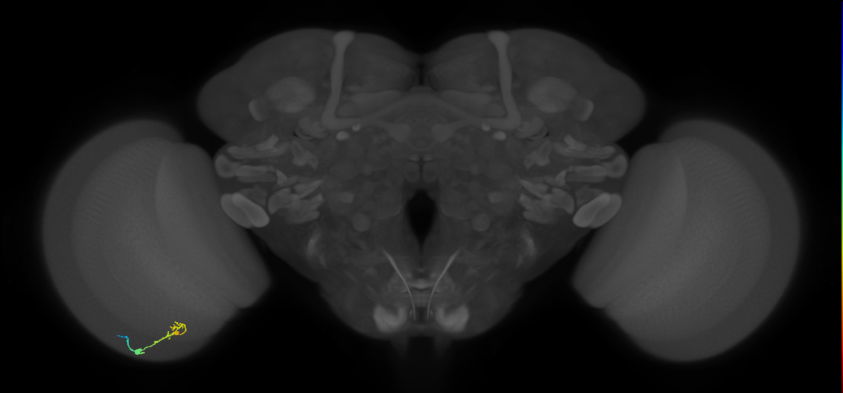 C2_L (MaleCNS:519313)