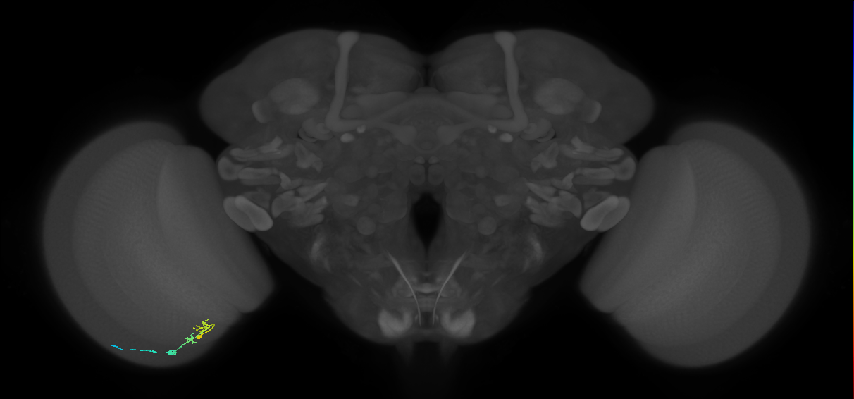 C2_L (MaleCNS:551823)