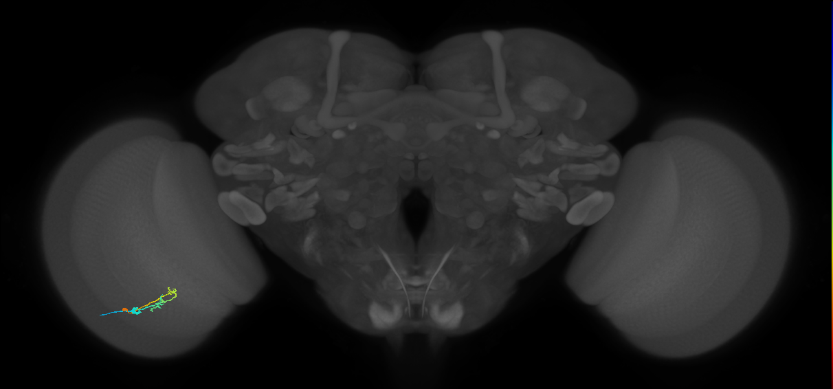 C2_L (MaleCNS:165712)