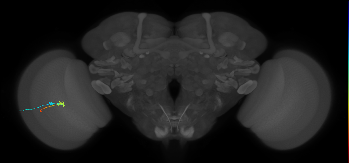 C2_L (MaleCNS:87366)