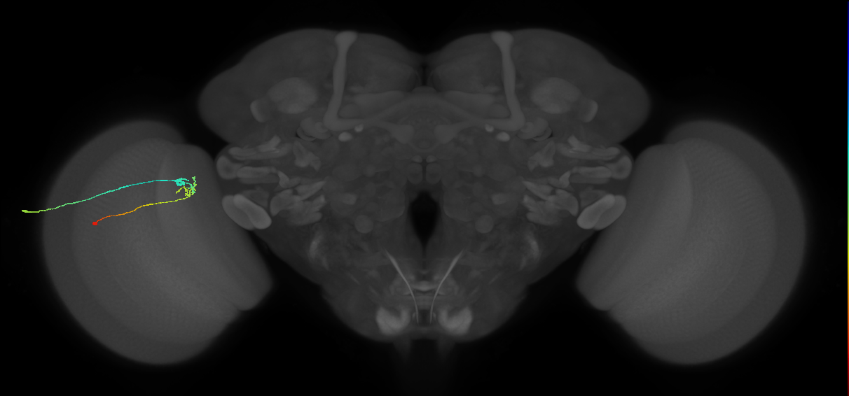 C2_L (MaleCNS:107713)