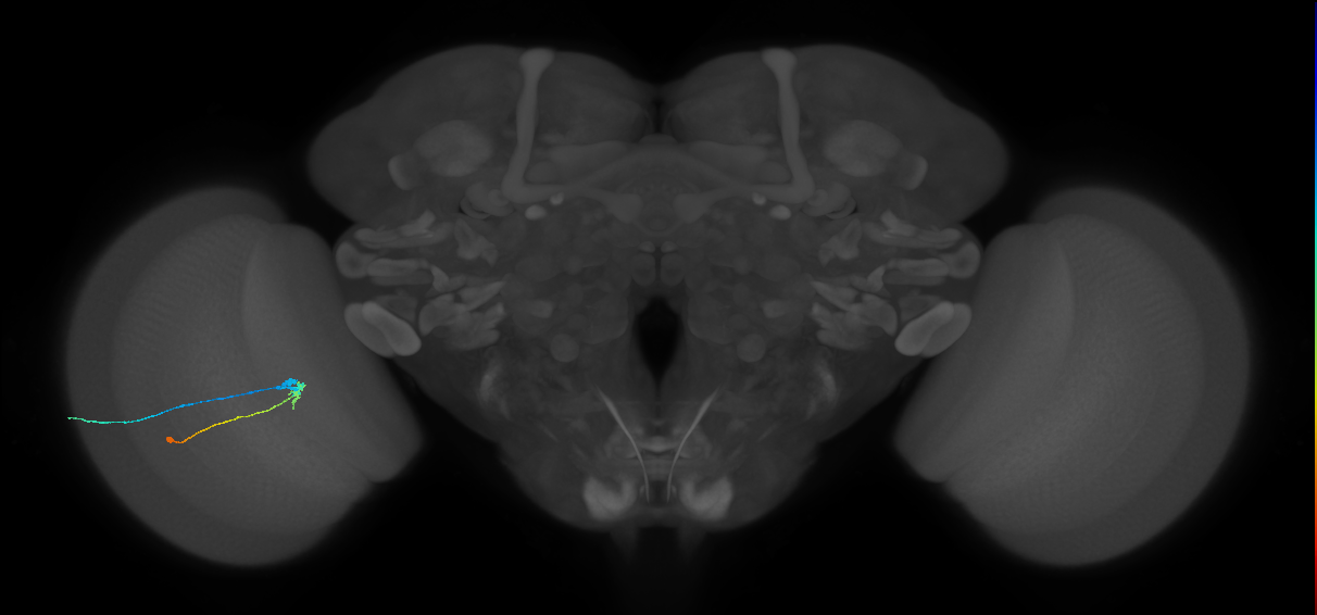 C2_L (MaleCNS:155224)