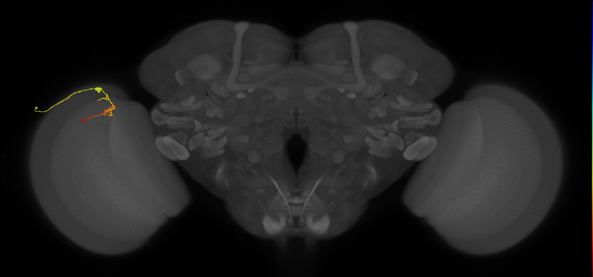 C2_L (MaleCNS:142857)