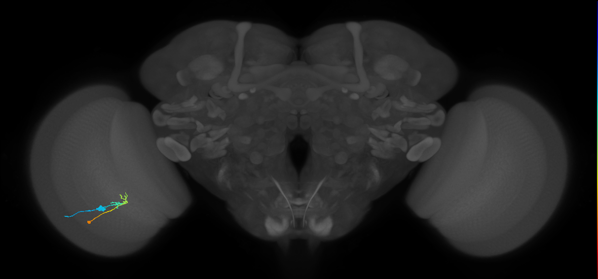 C2_L (MaleCNS:93638)