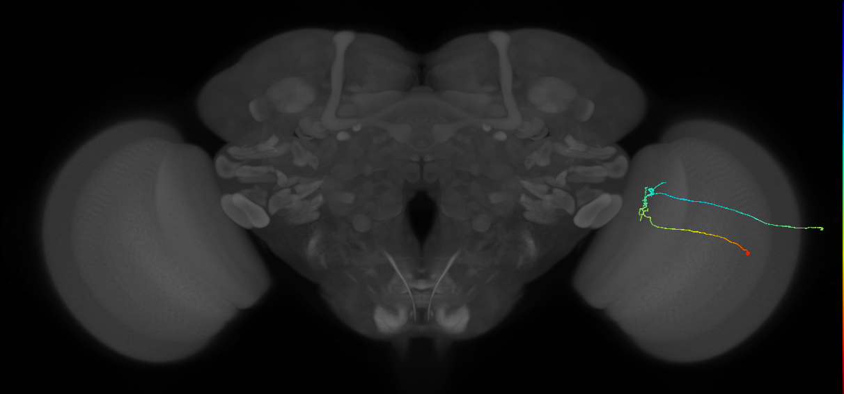 C2_R (MaleCNS:127267)
